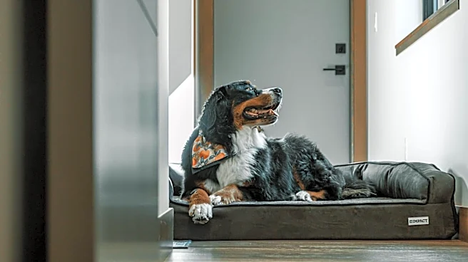 Easy ways to make your dog's bed more comfortable