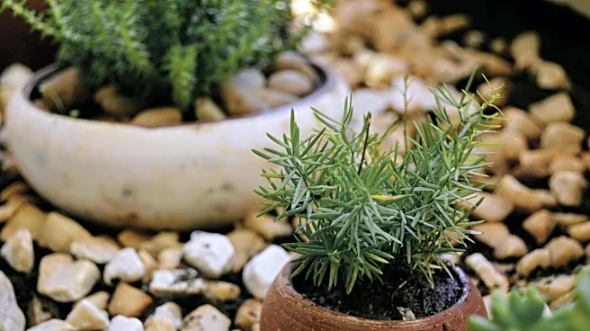 5 tips for growing rosemary in pots
