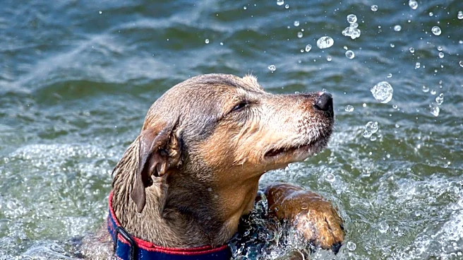 How to make your dog's collar smell fresh