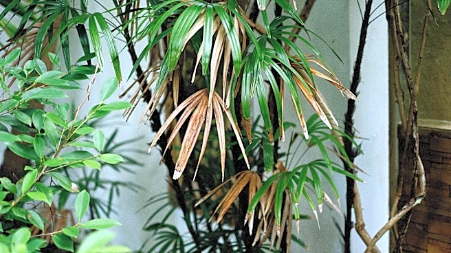 The easy way to care for a ponytail palm