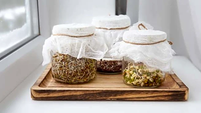 How to grow fenugreek sprouts in mason jars