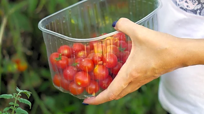 Easy guide to growing cherry tomatoes at home