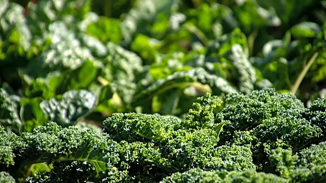 Simple ways to grow healthy Siberian kale