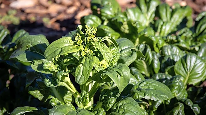 Want fresh Okinawa spinach? Grow it at home