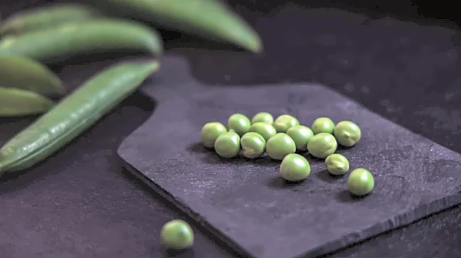 Grow healthy pea shoots indoors with these 5 tricks