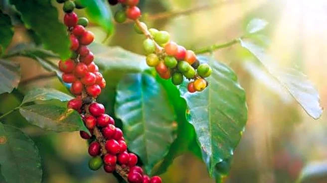 Coffee cherry: The superfood gaining attention