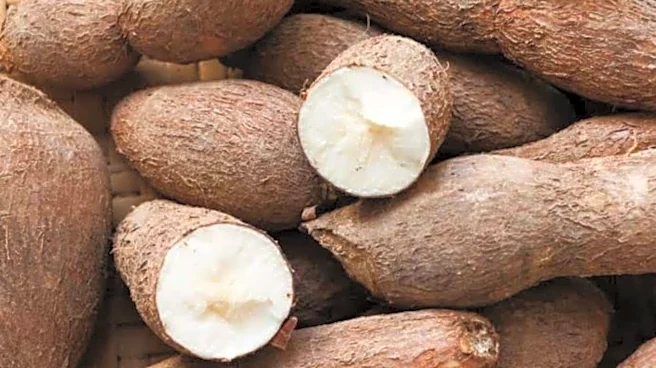 What is cassava paste? Why is it used in skincare?