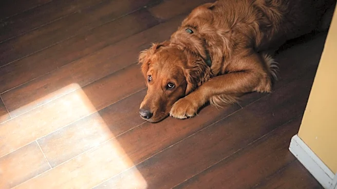 Keep your wooden floors safe from dog scratches