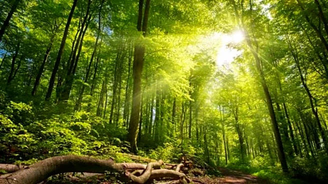The most beautiful forests in Northern Europe