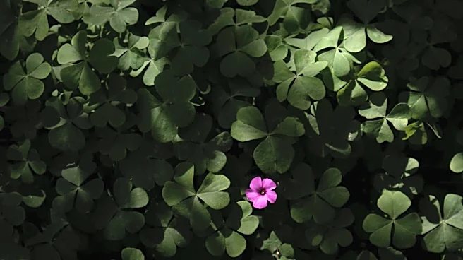 Grow your own sorrel without a garden