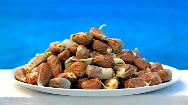 What is breadnut?