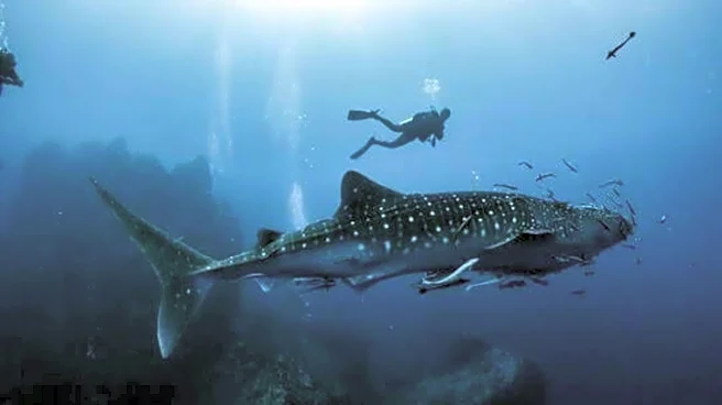 Swimming with whale sharks in Mozambique: A must-try