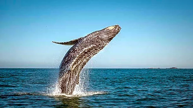 Top spots for whale watching in Iceland
