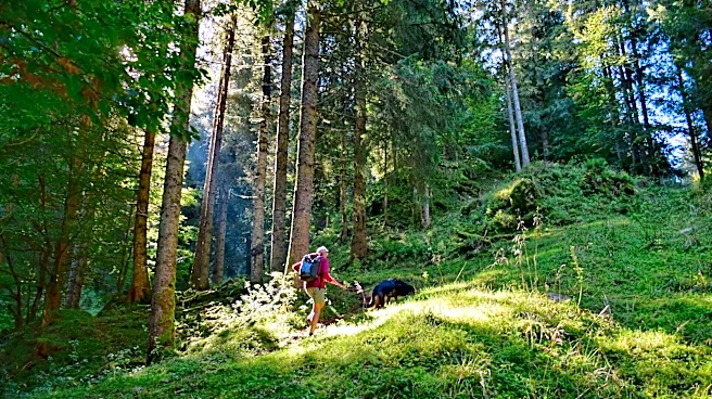 Forest hiking can boost your health in many ways