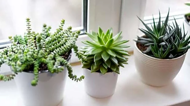 Best houseplants to pair with succulents
