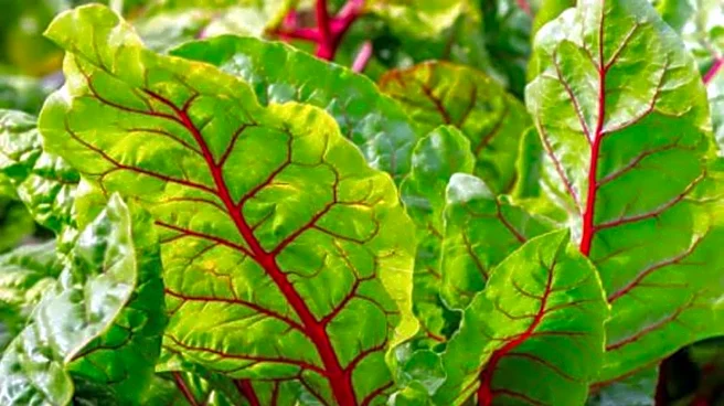 Add a fresh twist to meals with Swiss chard