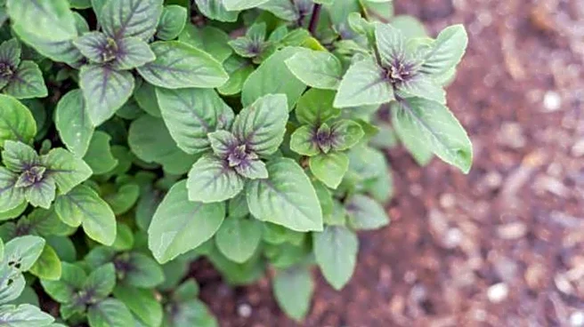 What makes blue basil a wellness favorite