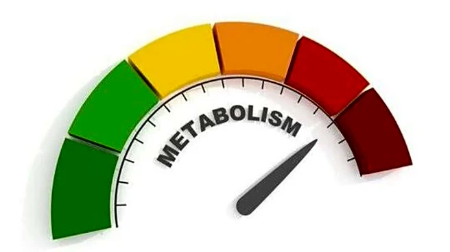 What you should know about metabolism