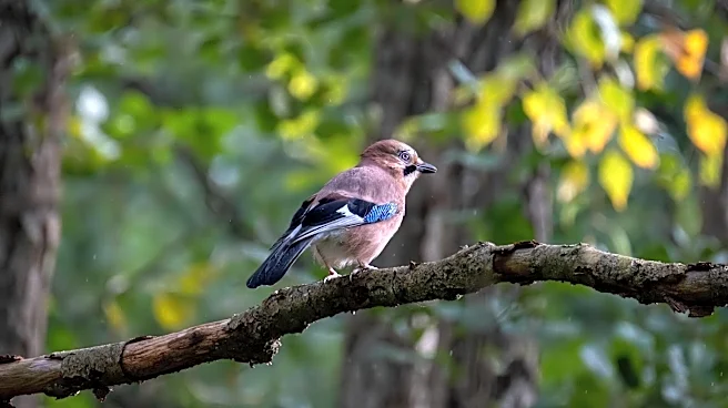 5 unexpected perks of birdwatching in your backyard