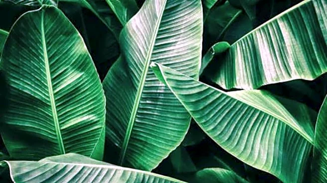 How to make banana leaf collages
