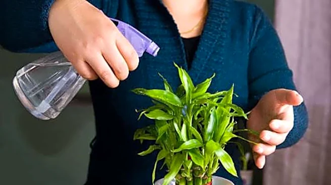 How to water bamboo plants the right way