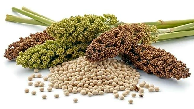 Sorghum malt: A rising wellness staple