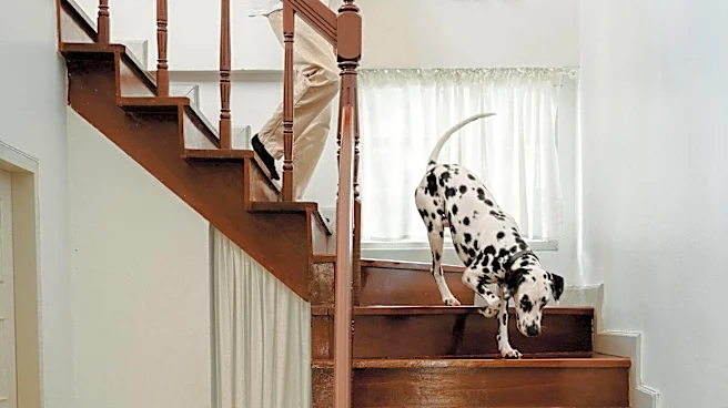 How to train your dog for safe stair climbing