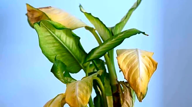 5 ways to fix sunburned indoor plants