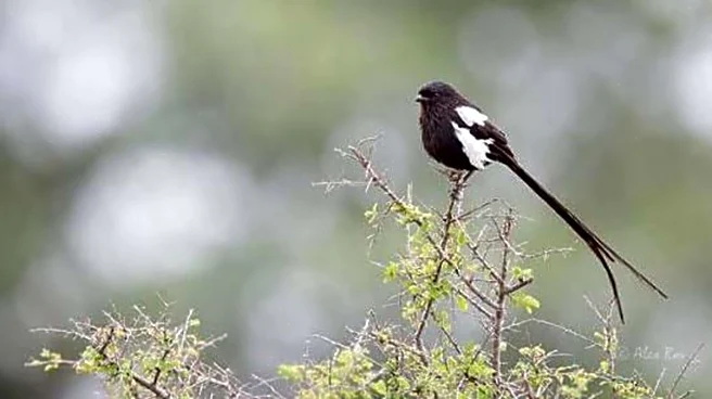 Birdwatching: Where to spot magpie shrikes in Africa
