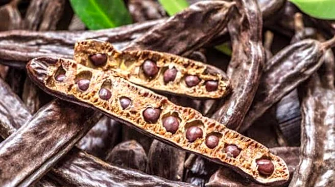Locust bean: A natural probiotic for gut health