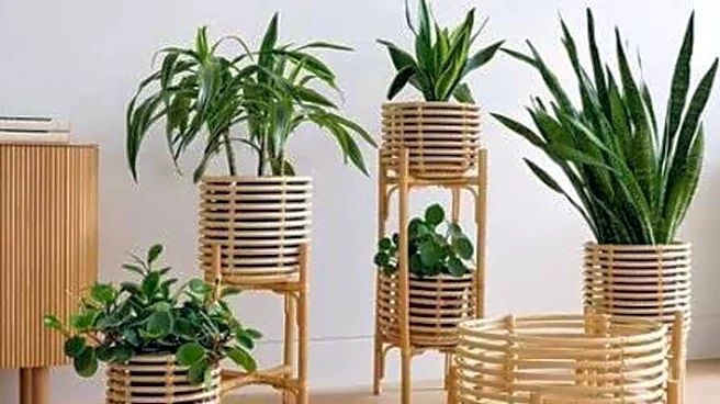 Mid-century cane planters: A stylish decor update