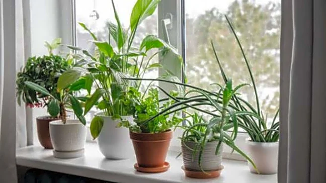 How to keep your indoor plants mold-free