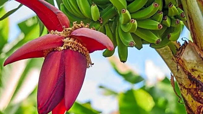 How to cook with banana blossom