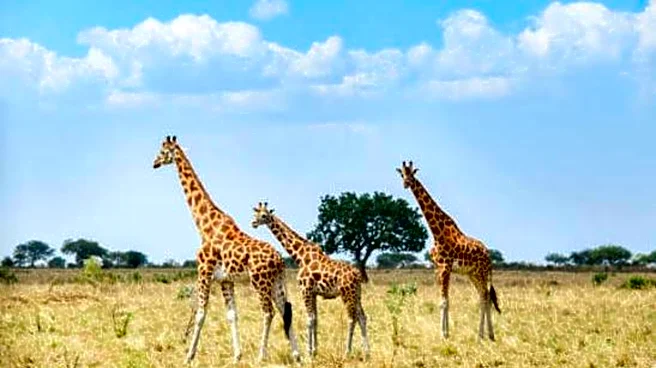 Uganda's best-kept secret: Kidepo Valley National Park
