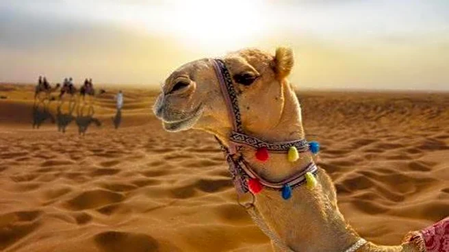 A guide to camel safaris in the Australian outback