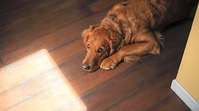 5 best dog-friendly flooring options