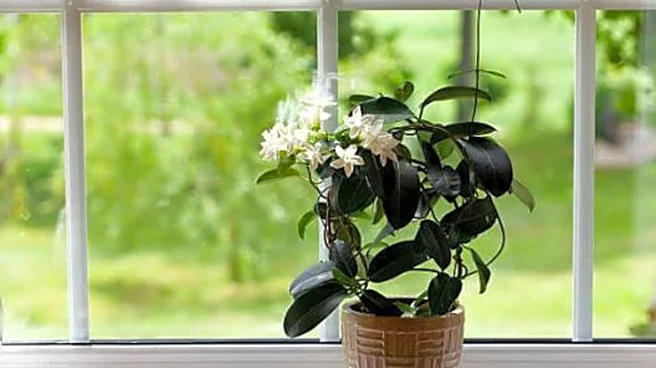 5 unexpected benefits of jasmine plant