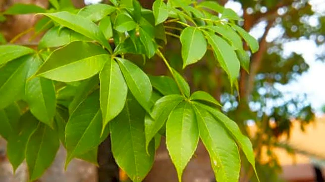 Baobab leaves: A superfood from Africa