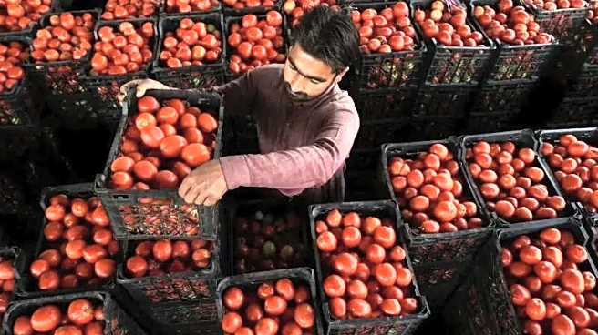 Tomatoes 5× costlier: How shutting Afghanistan border is hurting Pakistan