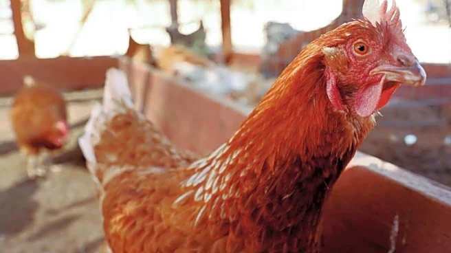 Bird flu mutating could cause pandemic 'worse than COVID-19': Expert