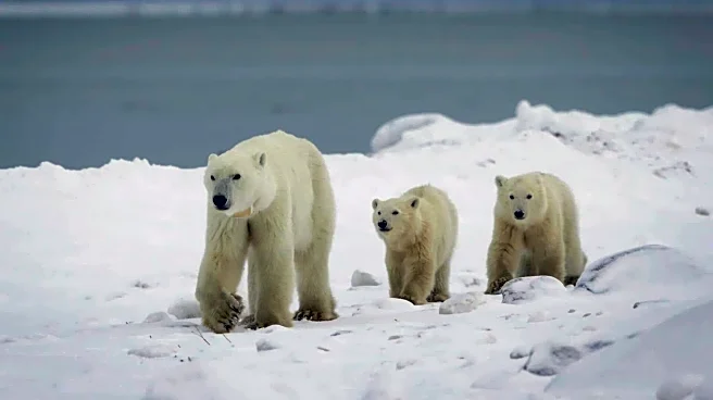 Polar bear adopts orphaned cub, rare phenomenon observed in Canada