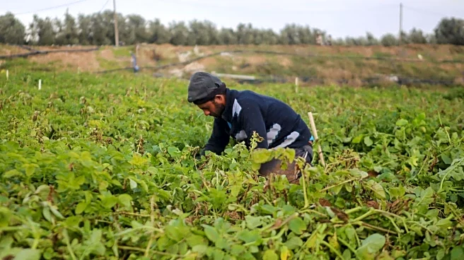 Israel accused of spraying cancer-linked glyphosate on Lebanese farms