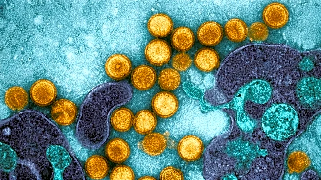 What is hantavirus that killed 3 passengers on cruise ship?