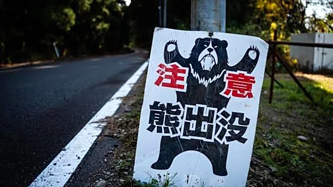 Japan's bear crisis; here's how it's tackling it