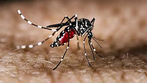 Florida declares local state of emergency after dengue cases surge