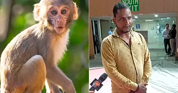 BAI brings hires langur mimicry artists to keep monkeys away at BWF World Championships 2026; gets approval from PV Sindhu