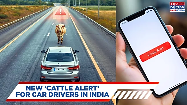 Real-Time 'Stray Cattle' SMS and Voice Alert For Car Drivers: All About NHAI's New Pilot Programme
