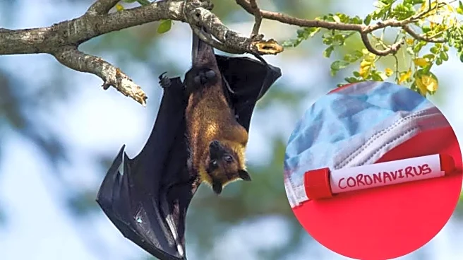 New Coronavirus Strain Found in Brazilian Moustached Bat Raises Global Health Concerns