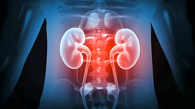 Reverse Kidney Damage Naturally: Top Foods and Daily Habits to Cut Inflammation and Boost Metabolism