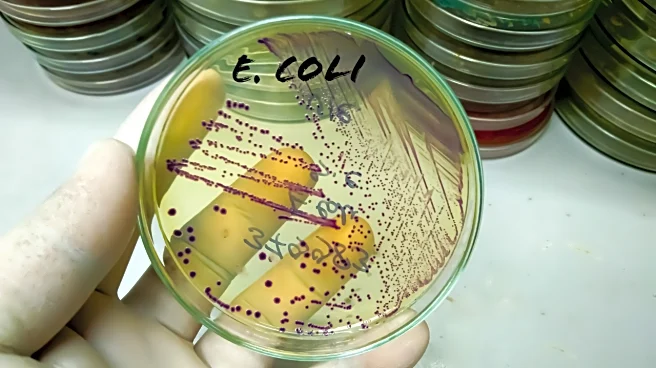 Indore Water Contamination: What Is E. coli, Faecal Bacteria, And How Can They Kill?